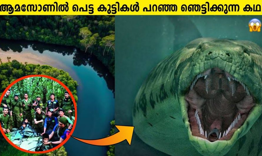 ഏഴുപേർ അടങ്ങുന്ന വിമാനം ആമസോൺ കൊടും വനത്തിൽ വീണപ്പോൾ സംഭവിച്ചത്..