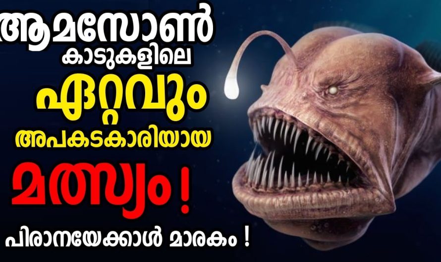 ആമസോൺ നദിയിലെ മനുഷ്യ രക്തം ഊറ്റി കുടിക്കുന്ന വാമ്പയർ മത്സ്യങ്ങൾ.