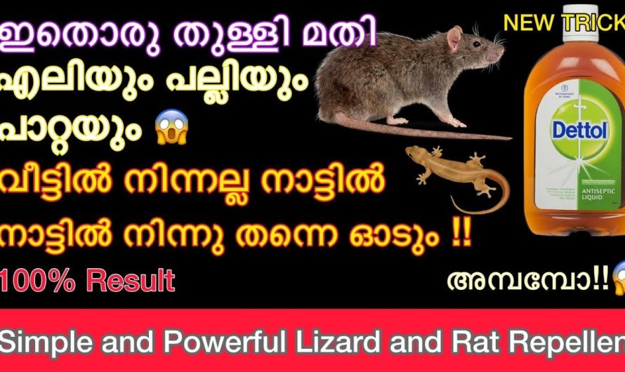 യാതൊരു വിഷത്തിന്റെയും കെണിയുടെയും സഹായമില്ലാതെ എലികളെ തുരത്തി ഒടിക്കാം…