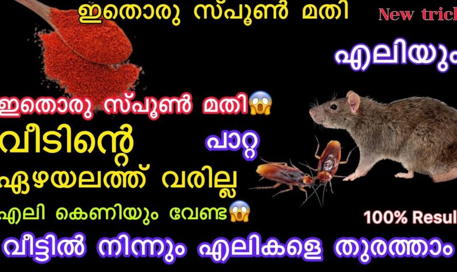 ഈ ഒരൊറ്റ ടിപ്സ് ചെയ്താൽ മതി വീട്ടിൽ ഒരൊറ്റ പാറ്റയെ പോലും കാണില്ല..