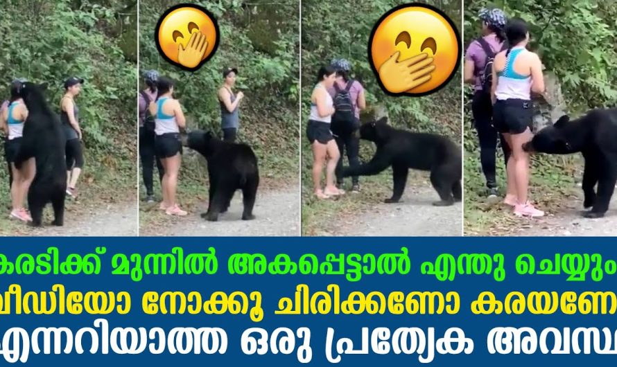 കരടിക്ക് മുന്നിൽ അകപ്പെട്ട മെക്സിക്കോയിലെ സ്ത്രീകൾ ചെയ്തത് കണ്ടോ…