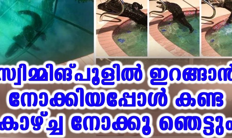 രാത്രിയിൽ സ്വിമ്മിംഗ് പൂളിൽ ഇറങ്ങാൻ നേരം അതിഥിയെ കണ്ട് വീട്ടുകാർ ഞെട്ടിപ്പോയി..