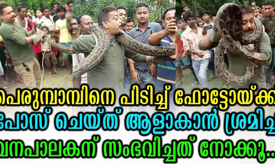 മലമ്പാമ്പിനെ പിടിക്കാൻ വന്ന ഫോറസ്റ്റ് ഓഫീസർക്ക് സംഭവിച്ചതു കേട്ടാൽ നിങ്ങൾ ഞെട്ടും..