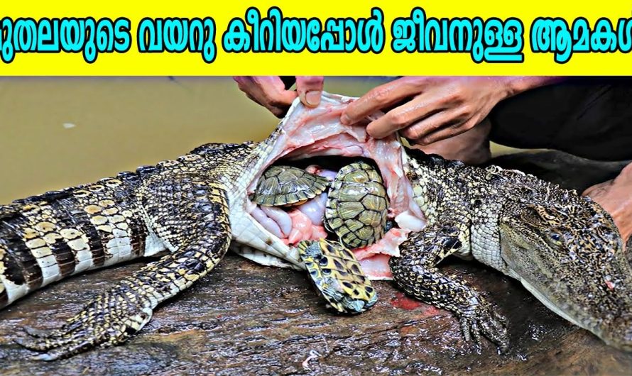 ഒരു വലിയ ഇലക്ട്രിക് ബ്ലാങ്കറ്റ് വിഴുങ്ങിയ പെരുമ്പാമ്പ്.. പിന്നീട് സംഭവിച്ചത് കണ്ടോ…