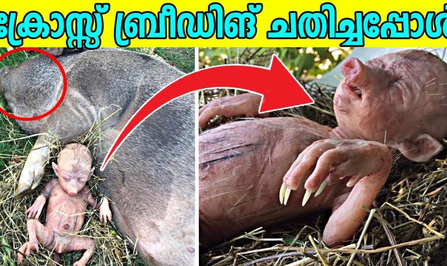 ക്രോസ് ബ്രീഡിങ്ങിലൂടെ ലോകത്ത് ജനിച്ച അപൂർവയിനം ജീവികൾ..