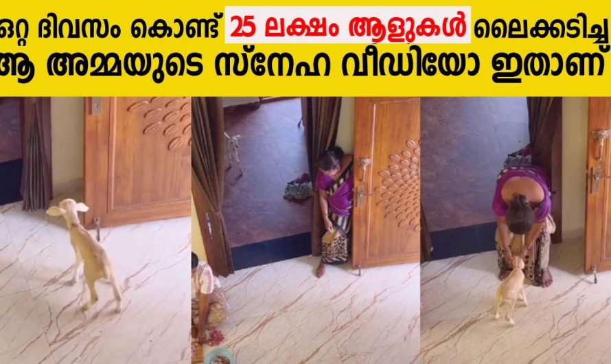 ഈ അമ്മയുടെയും ആട്ടിൻകുട്ടിയുടെയും വീഡിയോ കണ്ടാൽ നിങ്ങളുടെ മനസ്സ് നിറയും..
