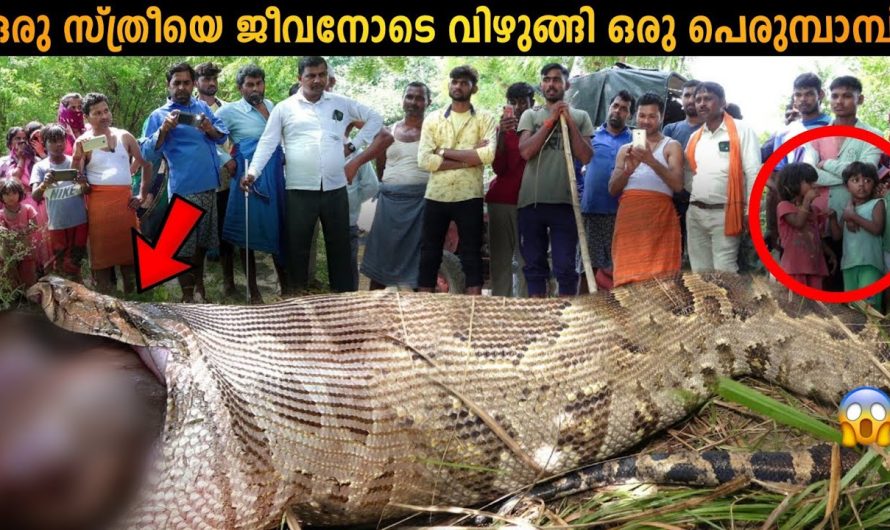 മനുഷ്യരെ വിഴുങ്ങാൻ കഴിവുള്ള പാമ്പുകൾ ഈ ഭൂമിയിൽ ഉണ്ടോ???