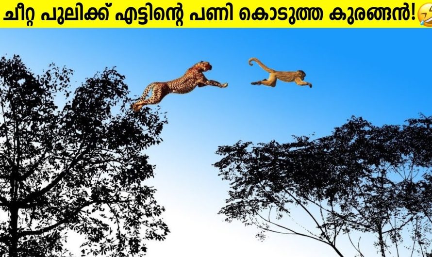 കുരങ്ങന്മാരുടെ ഈ വീഡിയോ കണ്ടാൽ നിങ്ങൾ പൊട്ടിച്ചിരിക്കും ഉറപ്പ്..