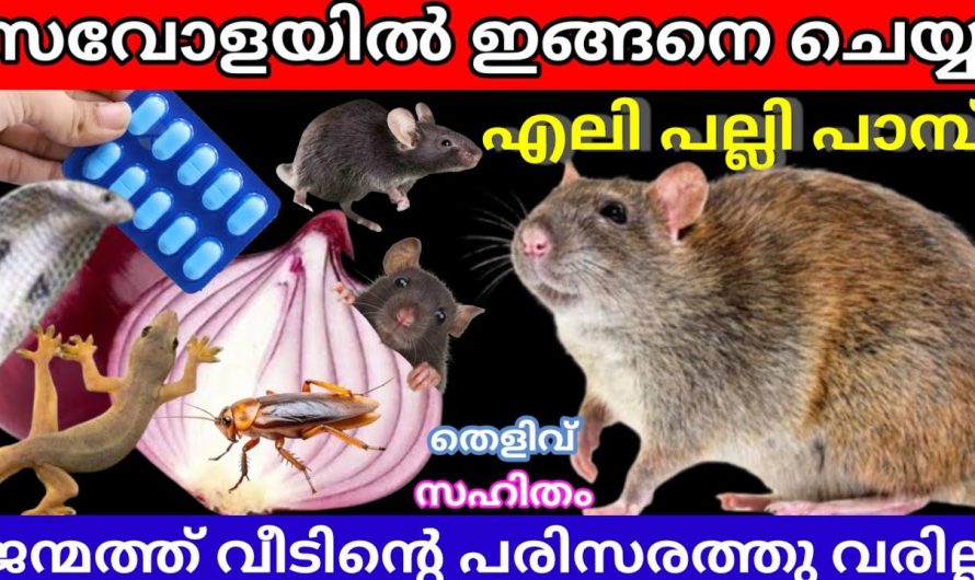 എലി ശല്യവും പല്ലി പാറ്റ എന്നിവയുടെ ശല്യവും ഇനി വീട്ടിൽ ഉണ്ടാവില്ല..