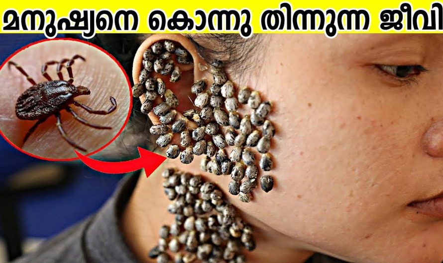 വളരെ വ്യത്യസ്തമായ രീതിയിൽ വളർച്ച കൈവരിച്ച ലോകത്തിലെ ചില പ്രാണിവർഗ്ഗങ്ങൾ..