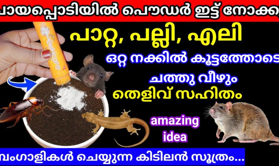 വീട്ടിലുള്ള എലി പാറ്റ പല്ലി ശല്യം നിമിഷനേരങ്ങൾക്കുള്ളിൽ ഇല്ലാതാക്കാം. എം