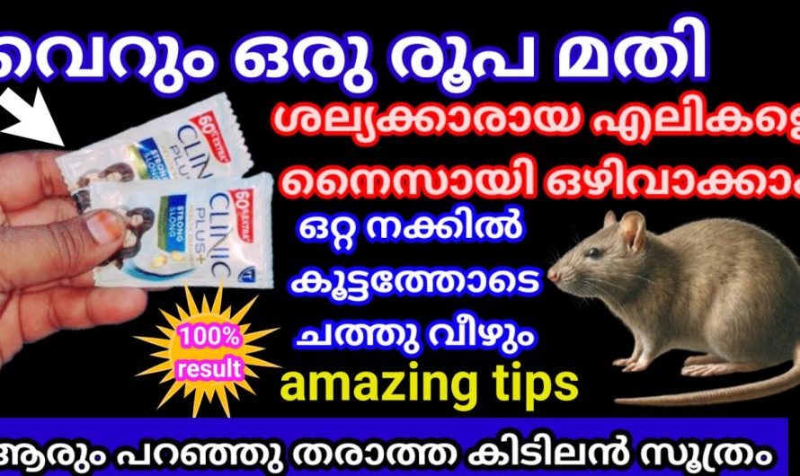 ഈ ഒരൊറ്റ ടിപ്സ് ഫോളോ ചെയ്താൽ മതി പച്ചക്കറികൾ ഇനി വാടി പോവില്ല..