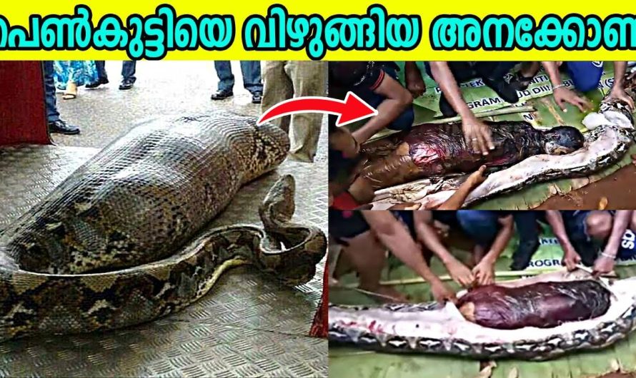 ലോകത്ത് ഇന്നേവരെ നടന്ന 10 വിചിത്രമായ സംഭവങ്ങളെ കുറിച്ച് മനസ്സിലാക്കാം..
