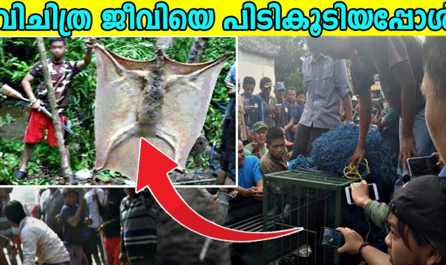 അസാധാരണമായ വളർച്ച കൊണ്ടും പ്രത്യേകതകൾ കൊണ്ടും നമ്മളെ അത്ഭുതപ്പെടുത്തുന്ന ജീവികൾ..