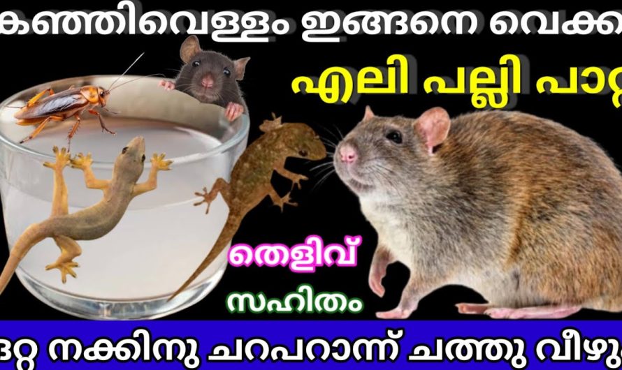 കഞ്ഞിവെള്ളം ഉപയോഗിച്ചുകൊണ്ട് ചെയ്യാൻ പറ്റുന്ന അടിപൊളി ടിപ്സുകൾ പരിചയപ്പെടാം..
