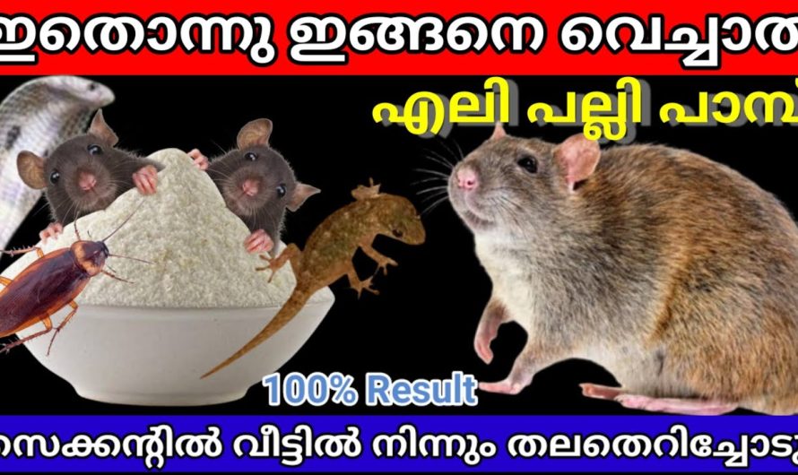 കാലുകളിൽ ഉണ്ടാകുന്ന വിണ്ടുകീറൽ ഒറ്റ ദിവസം കൊണ്ട് പരിഹരിക്കാം..