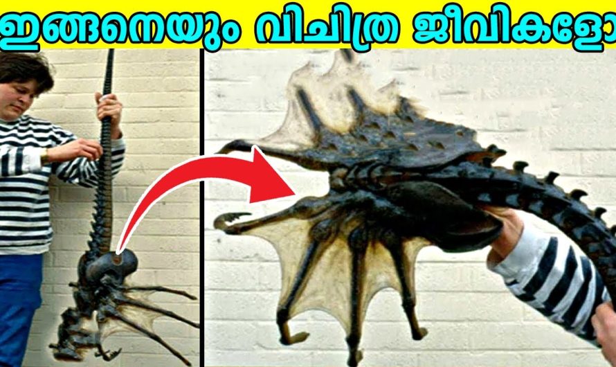 ലോകത്തിലെ ഏറ്റവും വലിയ പ്രാണികളെ കുറിച്ച് ഈ വീഡിയോയിലൂടെ മനസ്സിലാക്കാം..