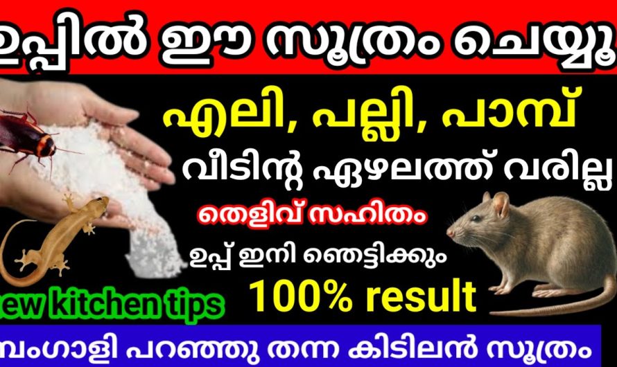 പല്ലി പാറ്റ എലിശല്യം തുരത്താനുള്ള ഒരു അടിപൊളി ടിപ്സ് പരിചയപ്പെടാം..