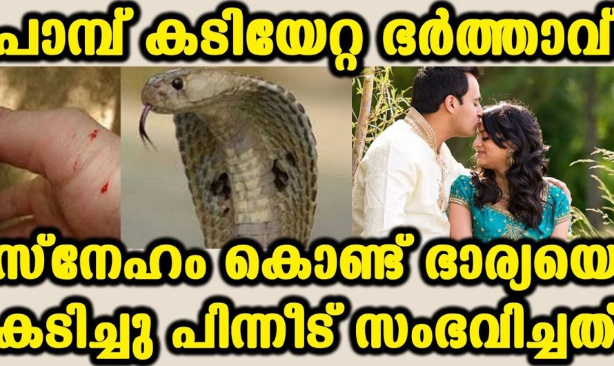 രാത്രി കിടക്കുന്നതിനിടയിൽ പാമ്പുകടിയേറ്റ ഭർത്താവ് ഭാര്യയോട് ചെയ്തതു കണ്ടോ..