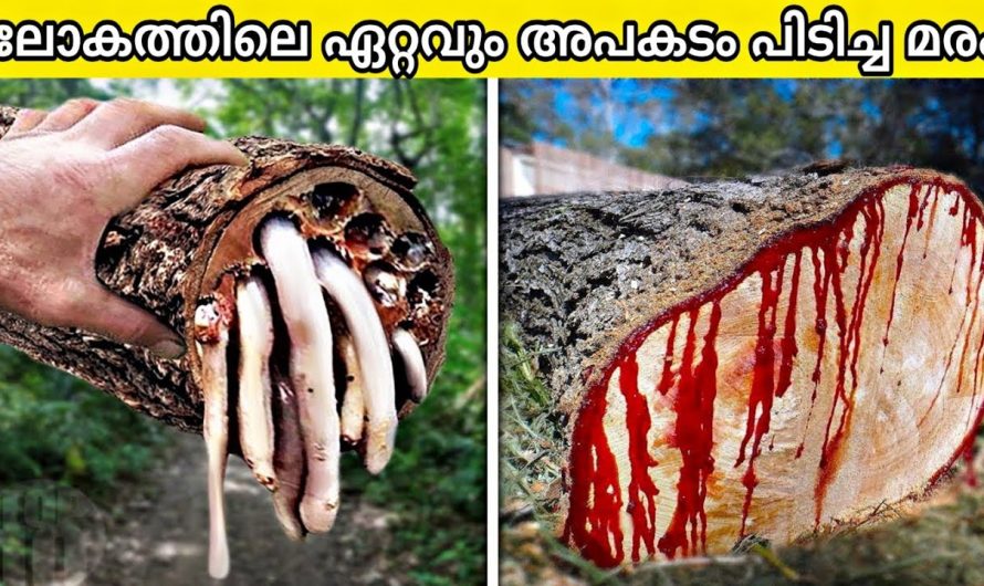 ഏറ്റവും അപകടകരമായ 10 മരങ്ങളെക്കുറിച്ചു അറിയാം..