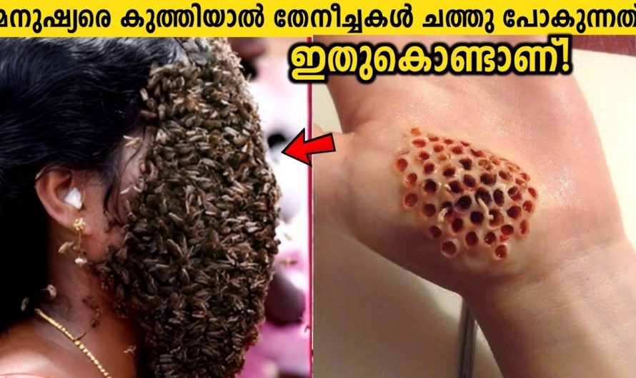 തേനീച്ചകളെ കുറിച്ച് ഇതുവരെയും ആർക്കും അറിയാത്ത രഹസ്യങ്ങളെ കുറിച്ച് മനസ്സിലാക്കാം..