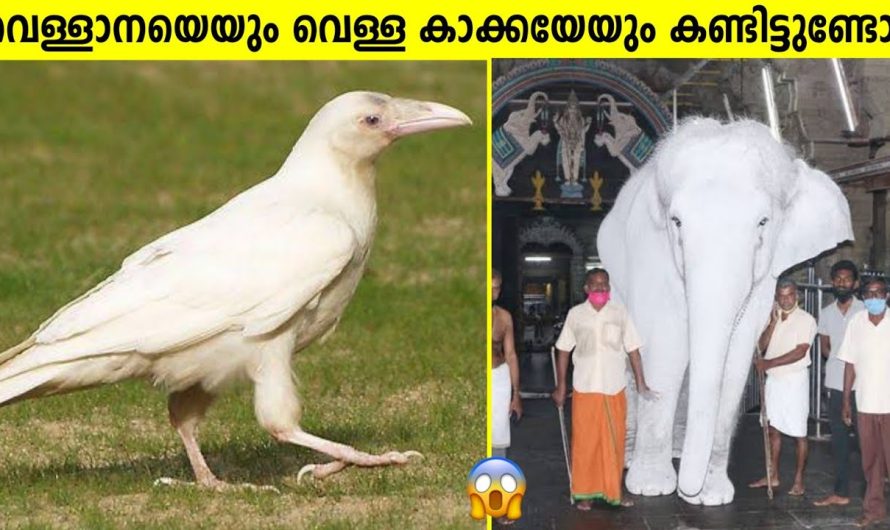 കാക്ക കുളിച്ചാൽ കൊക്ക് ആകില്ല പക്ഷേ വെളുത്ത നിറം ആവും…