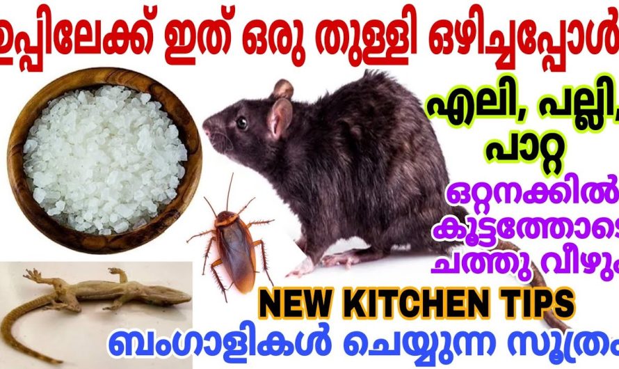 ഒരു സ്പൂൺ ഉപ്പ് കയ്യിൽ ഉണ്ടെങ്കിൽ എലി പാറ്റ ശല്യം പൂർണമായും ഇല്ലാതാക്കാം..