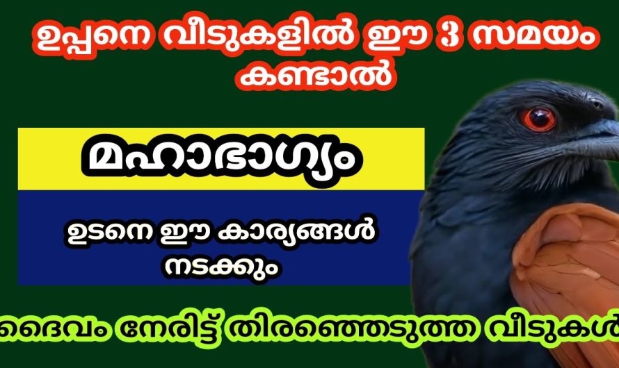 ഉപ്പൻ പക്ഷി വീട്ടിലേക്ക് വരുന്നതിന് പിന്നിലെ പ്രധാന കാരണങ്ങൾ..