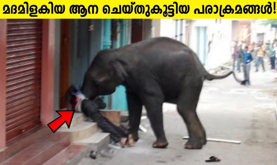 മ.രി.ച്ചു. കഴിഞ്ഞാൽ ആനകളുടെ ശരീരത്തിനു യഥാർത്ഥത്തിൽ സംഭവിക്കുന്നത്..