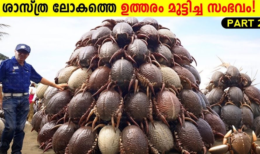ആർക്കും അറിയാത്ത ഭൂമിയിലെ ചില അത്ഭുത പ്രതിഭാസങ്ങൾ..