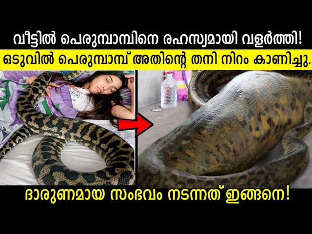വീട്ടിൽ പെരുമ്പാമ്പിനെ വളർത്തി പണി വാങ്ങിച്ചു കൂട്ടിയ ഒരു സ്ത്രീയുടെ കഥ കേൾക്കാം..