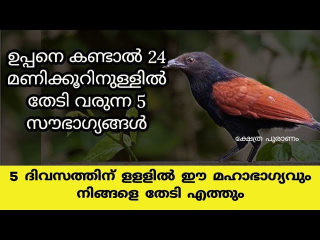 ഉപ്പൻ പക്ഷി വീട്ടിൽ വന്നാൽ ഉണ്ടാകുന്ന നേട്ടങ്ങൾ..