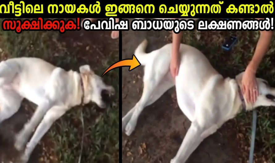 തെരുവിലുള്ള നായ്ക്കളിൽ മാത്രമല്ല പേവിഷബാധ വീട്ടിൽ നായ വളർത്തുന്നവരും ശ്രദ്ധിക്കുക..