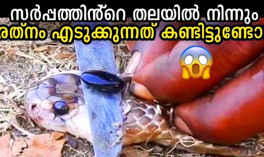 പാമ്പുകളെ കുറിച്ച് ഇതുവരെയും ആരും പറയാത്ത കുറച്ച് സത്യങ്ങൾ..