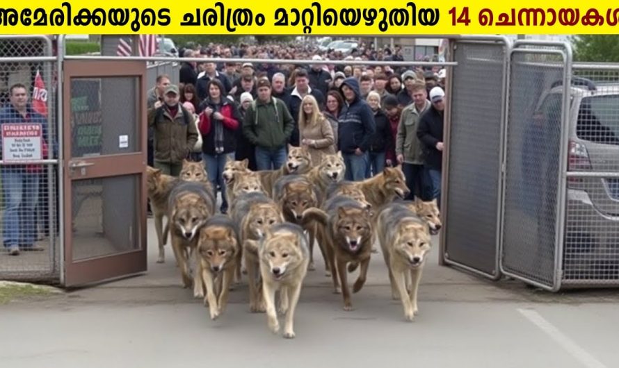 അമേരിക്കയിൽ ചെന്നായ്ക്കൾ പെറ്റു പെരുകിയപ്പോൾ ഗവൺമെന്റ് ചെയ്തത് കണ്ടോ..
