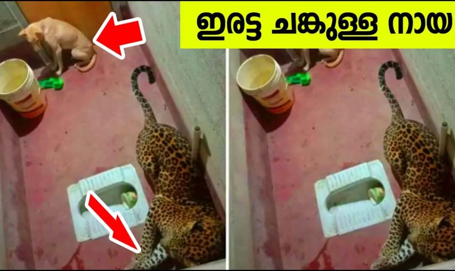 തന്നെ ആക്രമിക്കാൻ വന്ന പുള്ളി പുലിയോട് ഈ നായക്കുട്ടി ചെയ്തതു കണ്ടോ..