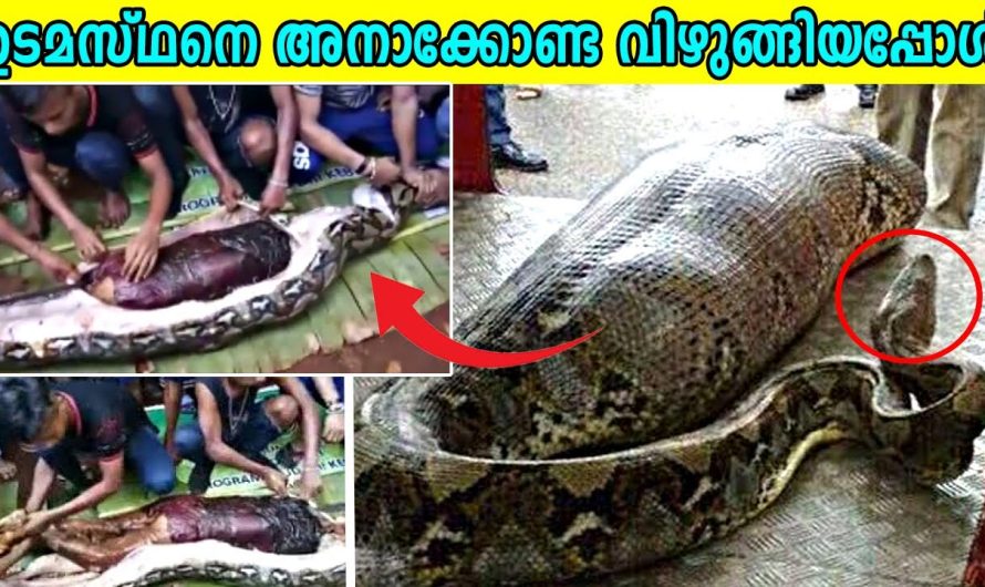 പാമ്പുകളിൽ ഏറ്റവും ഭീമനായ അനാക്കോണ്ട..