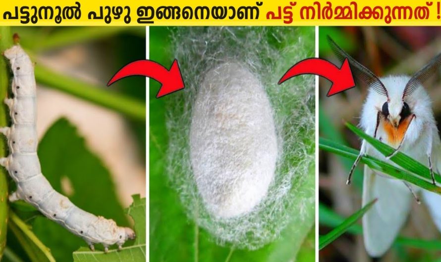 പട്ടുനൂൽപ്പുഴു പട്ടു നിർമ്മിക്കുന്നത് കണ്ടിട്ടുണ്ടോ😱