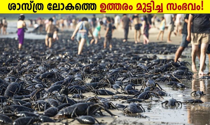 ഇത് ക്യാമറയിൽ പതിഞ്ഞില്ലായിരുന്നെങ്കിൽ!😱
