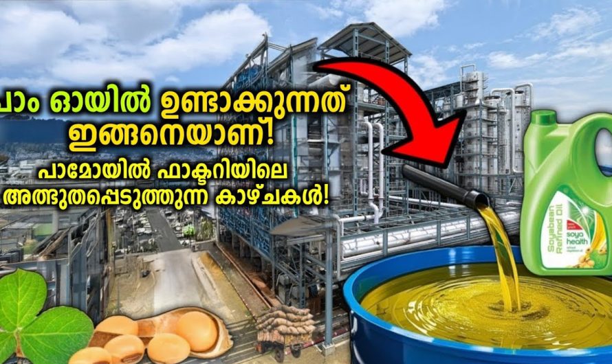 പാം ഓയിൽ നിർമ്മിക്കുന്ന Factory യിലെ അത്ഭുത കാഴ്ചകൾ!😱