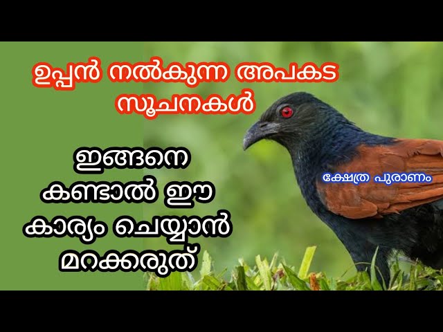 ജീവിതത്തിലേക്ക് അപകടങ്ങൾ വരുമ്പോൾ ഉപ്പൻ പക്ഷി നൽകുന്ന സൂചനകൾ..