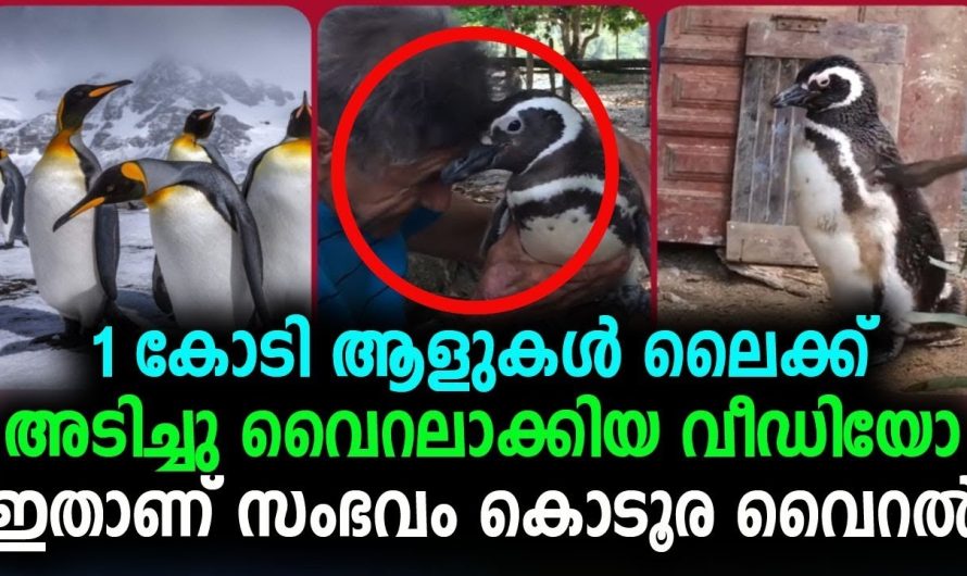 ആളുകൾ ലൈക്ക് അടിച്ചു വൈറലാക്കിയ വീഡിയോ ഇതാണ്