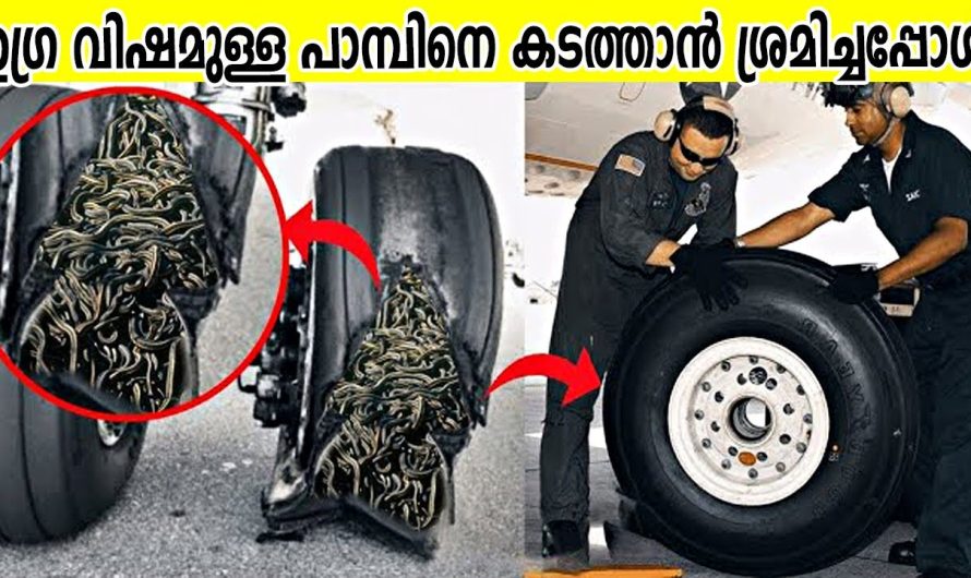 എയർപോർട്ടിൽ കോടികൾ വിലയുള്ള പാമ്പിനെ കടത്താൻ ശ്രമിച്ചപ്പോൾ
