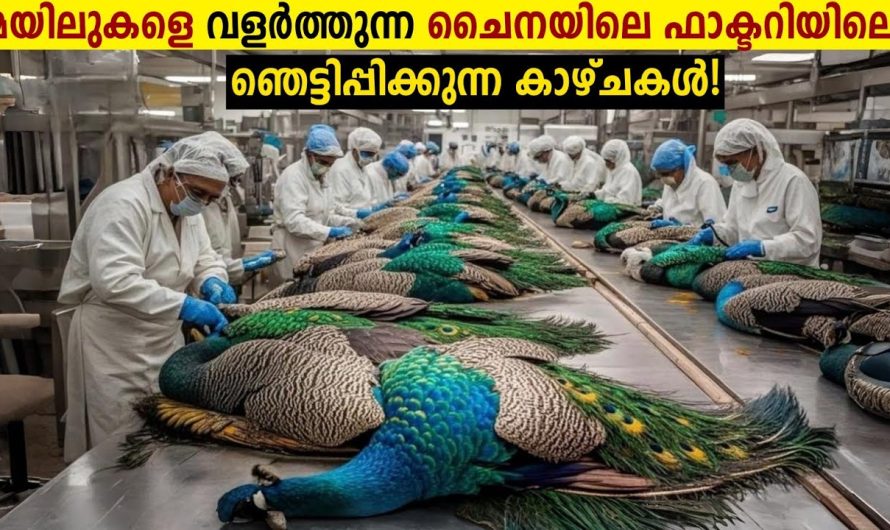 ചൈനയിലെ കോടികൾ കൊയ്യുന്ന മയിൽ കൃഷി!😱