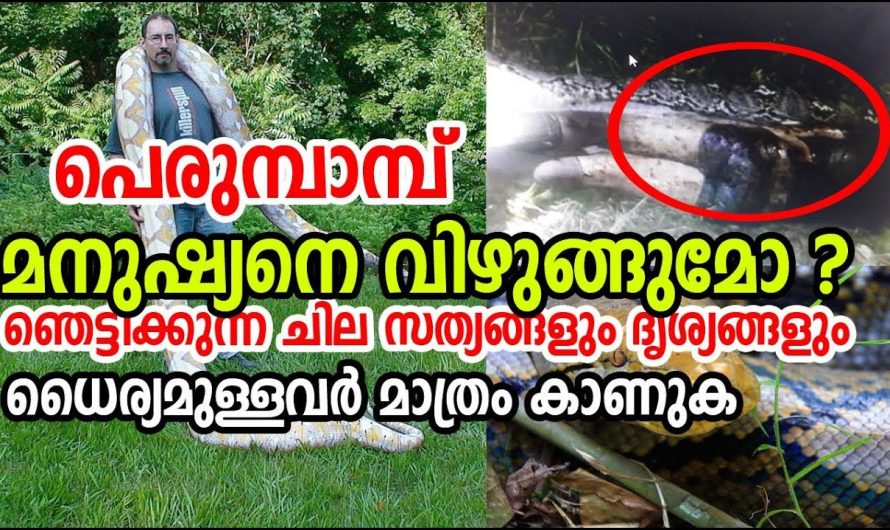 പെരുമ്പാമ്പ് മനുഷ്യനെ വിഴുങ്ങുമോ ?