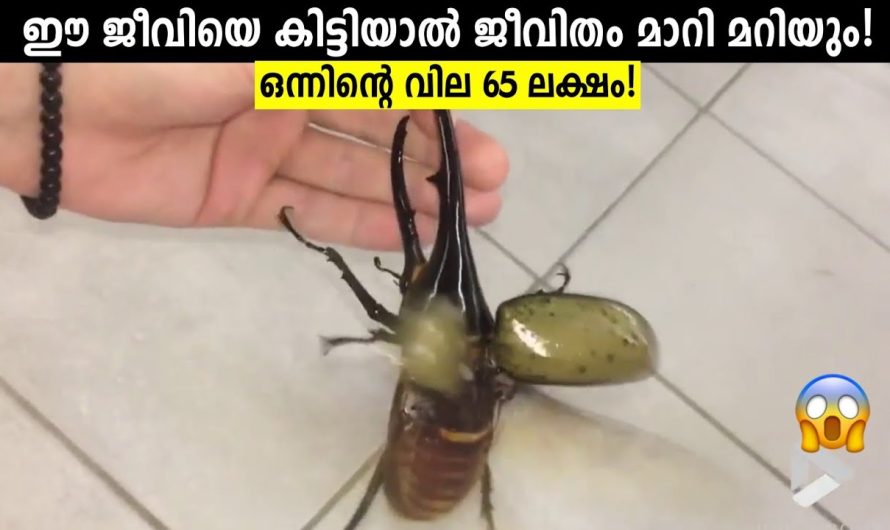 ഇനി ആരും പറഞ്ഞില്ല എന്ന് പറയരുത്! ജീവിതം മാറ്റുന്ന പ്രാണി