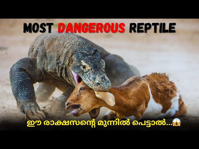 മനുഷ്യരെ വരെ ഭക്ഷണമാക്കുന്ന ജീവി!😱