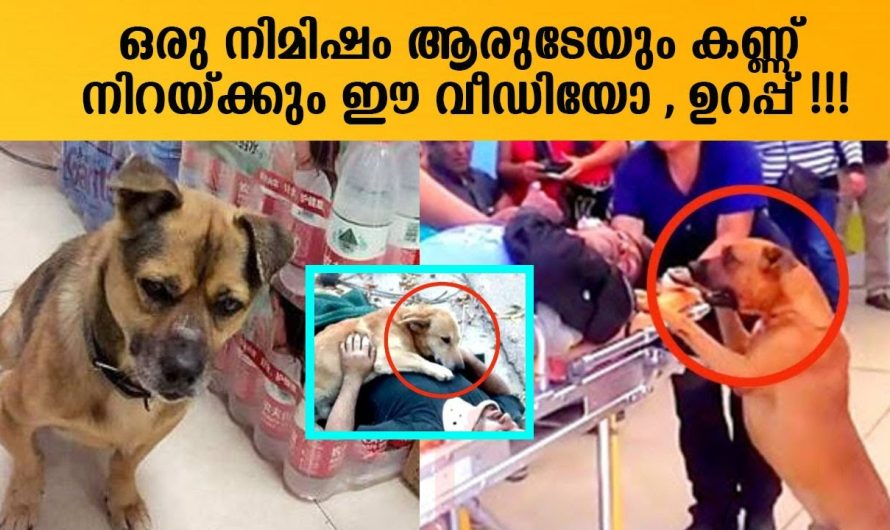 ഈ വീഡിയോ നിങ്ങളുടെ മനസ് നിറയ്ക്കും , ഉറപ്പ് ❤️