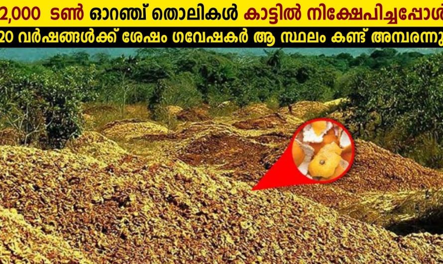 ഒരു കാടിനെ മുഴുവൻ മാറ്റി മറിച്ച പരീക്ഷണം!😱