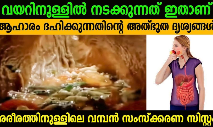 വയറ്റിൽവച്ച് ഭക്ഷണം വിഷമായി മാറാതിരിക്കാൻ ഇത് ശീലിക്കണം